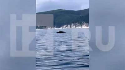 Исландия в 2013 г "съела" всего 35 редких китов против 52 в 2012 году