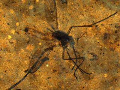 Комары питались кровью уже 46 млн лет назад