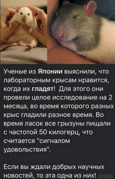 Крысы реагируют на ошибки так же, как и люди