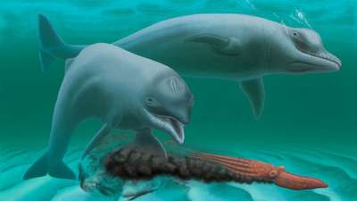 Биологи открыли новый вид дельфинов