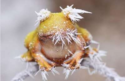 На Аляске найден морозоустойчивый жук
