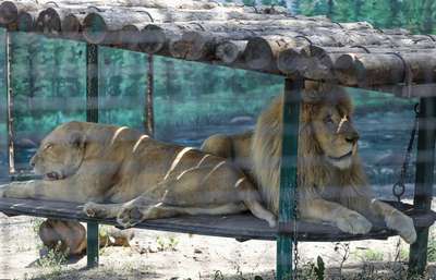 Одесский зоопарк признан лучшим в стране