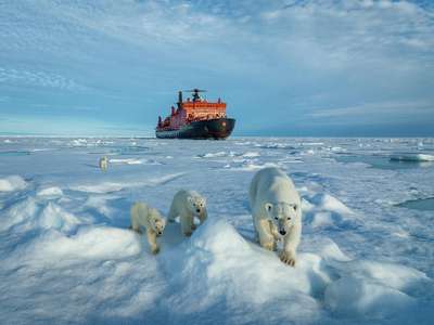 Накануне Нового года в Арктике появятся на свет 5 тысяч белых медвежат