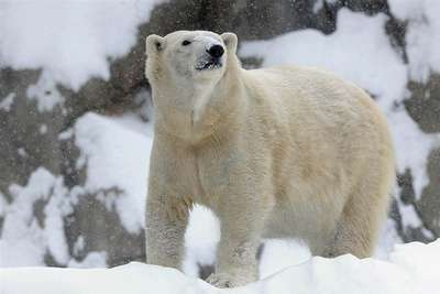 В зоопарке Чикаго замерз белый медведь