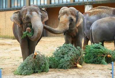 Харьковских слонов накормят непроданными елками