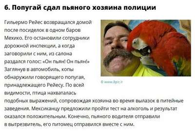 Попугай «сдал» полиции своего пьяного хозяина