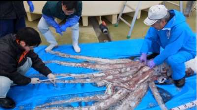 Японские рыбаки поймали гигантского кальмара