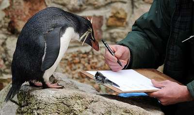 В британском зоопарке пингвинов посадили на антидепрессанты