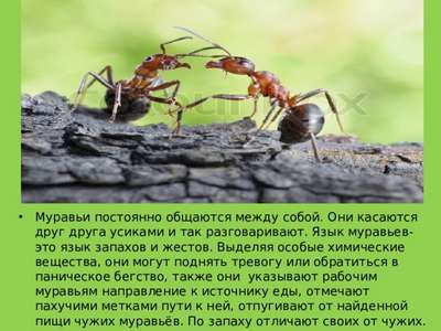 Деревья и муравьи используют друг-друга и при этом регулярно жульничают