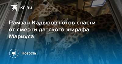 Кадыров решил спасти датского жирафа
