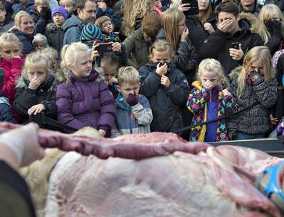 В Дании на глазах у детей расчлeнили волка