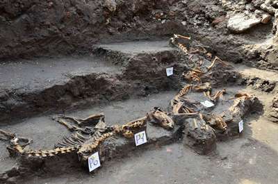 Захоронение собак времен ацтеков нашли в Мехико