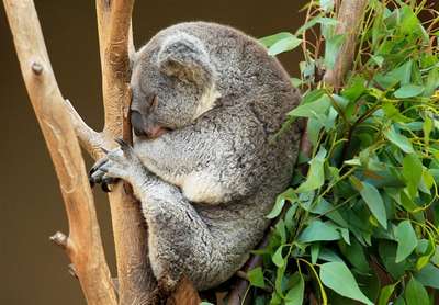 Сбежавший из вольера коала предпочел сон свободе