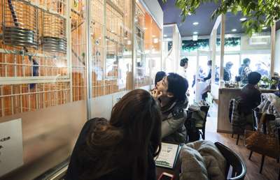 Первое "птичьи кафе" открыто в Токио
