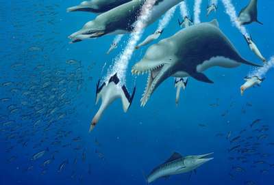 Древние дельфины имели гигантский подбородок