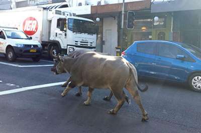 Пара буйволов сбежала со съемок рекламы в Австралии