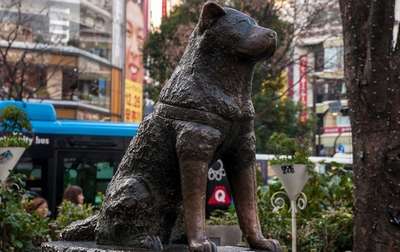 В Токийском университете появится памятник псу Хатико
