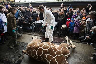 В Копенгагене умертвили львов, которым был скормлен жираф