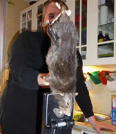 Гигантской крысе понравилось жить в шведской семье