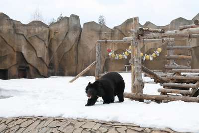 В Бернском зоопарке убили медвежонка