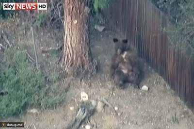 Пожилая пара не заметила медведя на пороге дома