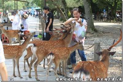 Туристов в Японии призывают остерегаться оленей