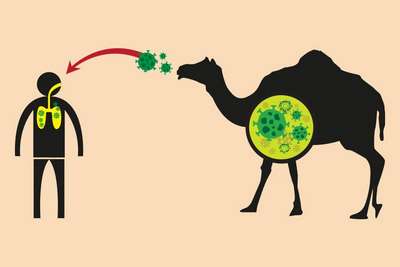 Микробиологи подтвердили вину верблюдов в распространении коронавируса