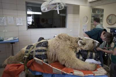 В Израиле медведю впервые сделают операцию на позвоночнике