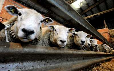 В стране запретили ввоз овец и коз из Нидерландов