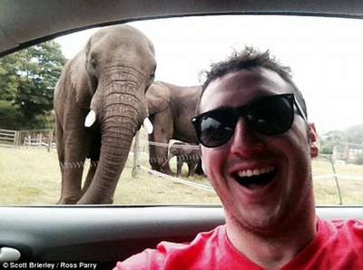 В Англии слониха сфотографировала себя на iPhone