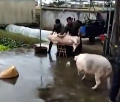 Южноамериканская и китайская свиньи сбежали от мясников