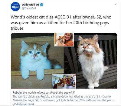 Умерла самая старая кошка в мире