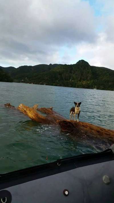 В Новой Зеландии спасли дрейфовавшую на коряге собаку