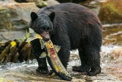 Черный медведь вмешался в ход бейсбольного матча на Аляске