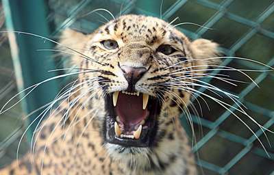 Леопард укусил жителя Индии за ягoдицу