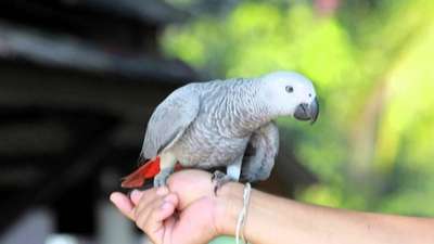 Попугай в Лондоне спас хозяйку от преступника