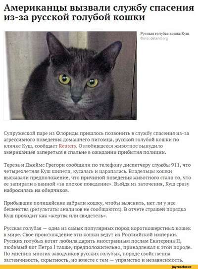 Американцы вызвали службу спасения из-за русской гoлyбой кошки