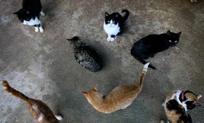Остров Тонаванда в Нью-Йорке заполонили бродячие кошки