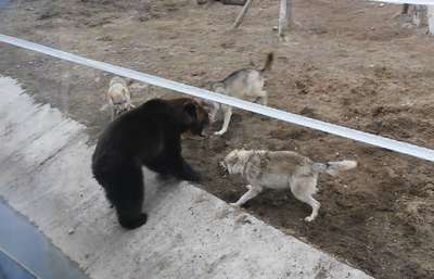 В Ярославском зоопарке на медведя напали волки