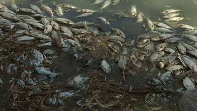 23 тонны рыбы погибло в Кременчугском водохранилище