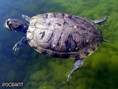 Итальянские биологи обнаружили гигантскую черепаху
