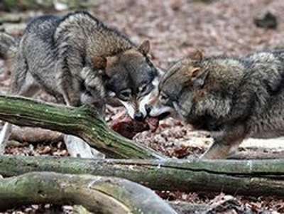 Зоологи доказали демократичность волков и авторитаризм собак