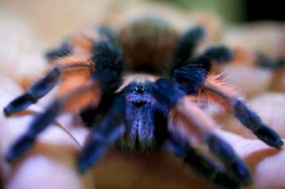 В заброшенном ирландском доме обнаружили более 100 ядовитых пауков