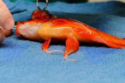 Ветеринары удалили опухоль у десятилетней золотой рыбки