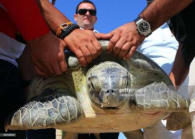 45-килограммовая черепаха стала причиной пробки во Флориде