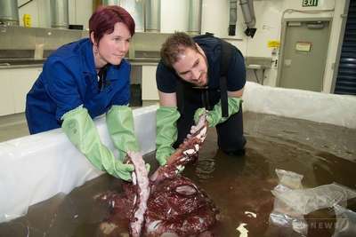 В Антарктике словили кальмара весом в 350 кг