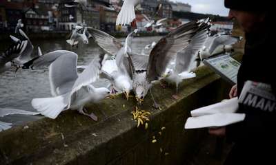 Британские социологи объяснили ненависть людей к чайкам