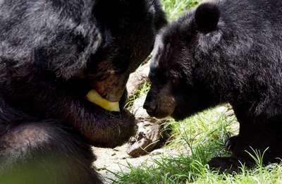 В США запретили селфи с медведями