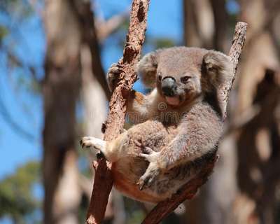 Австралийские коалы обнимут лидеров стран «большой двадцатки»