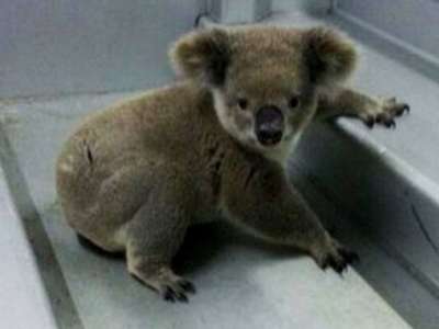 В Австралии коалу задержали за переход улицы в неположенном месте